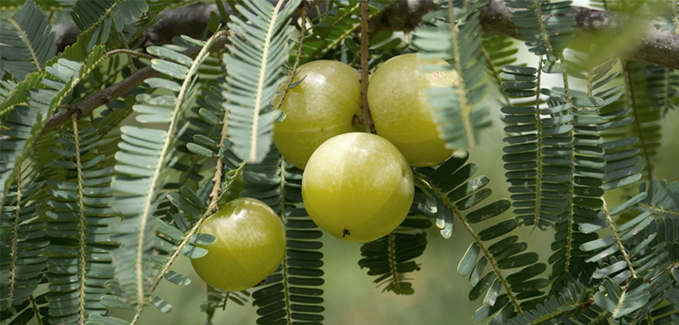 Amalaki, Indian gooseberry, fruit growing on a branch