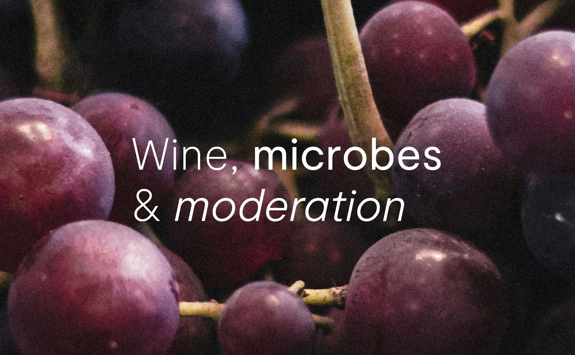 Wine, microbes and moderation: exploring alcohol's place in a gut-friendly lifestyle