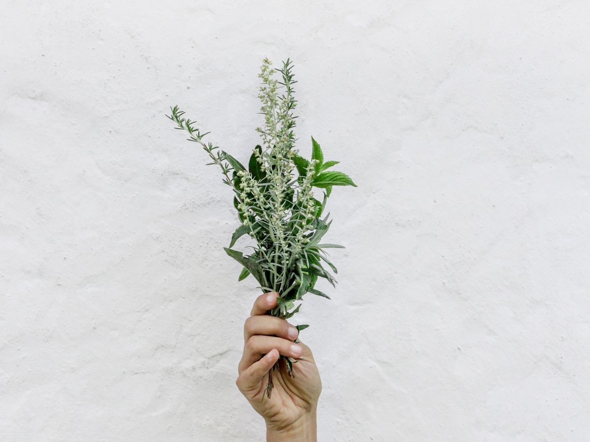 Hand holding a sprig of green herbs against a white wall