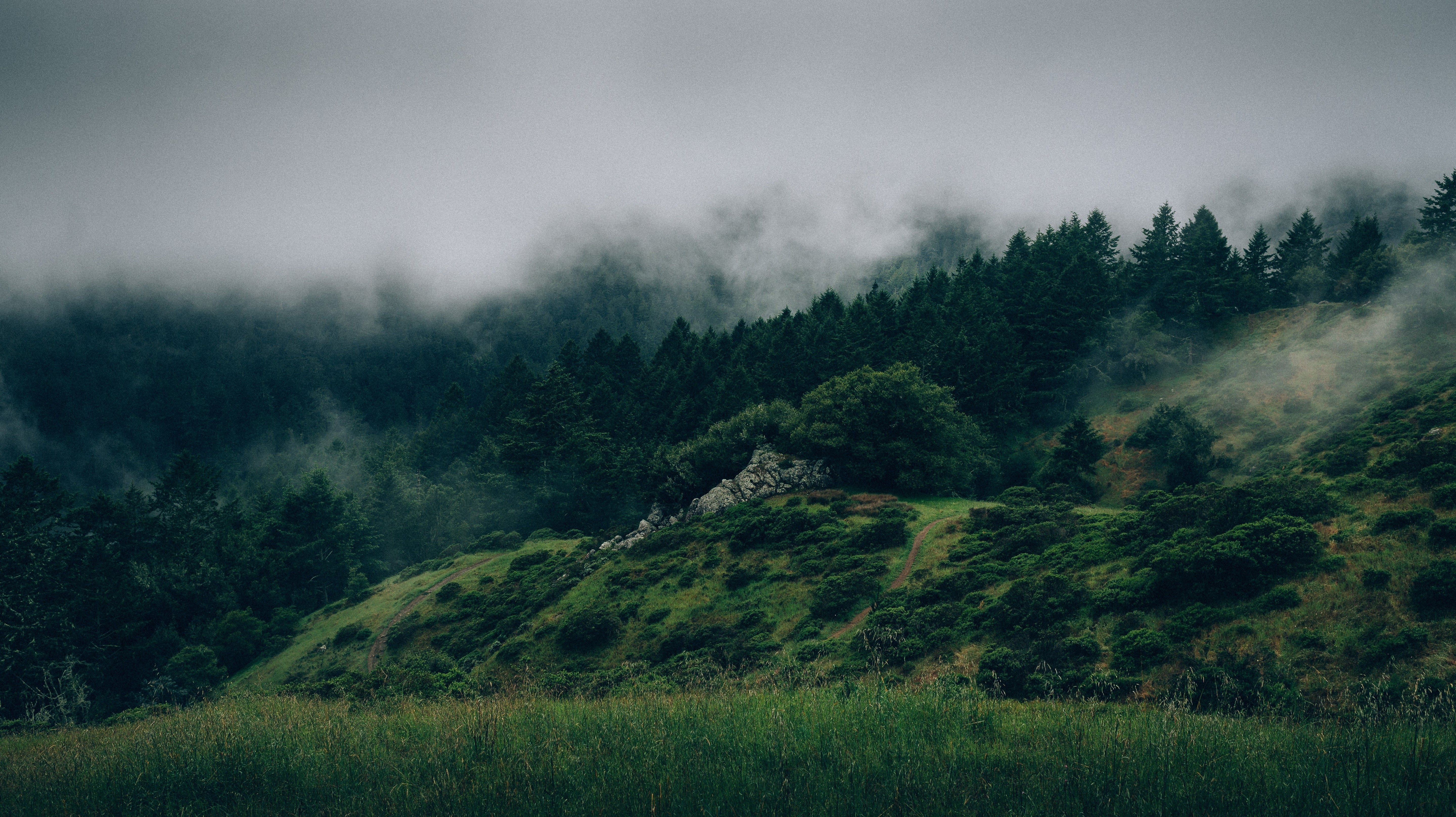 Misty forest landscape