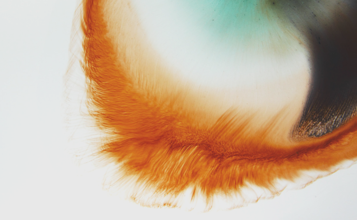 Close up of an orange feather