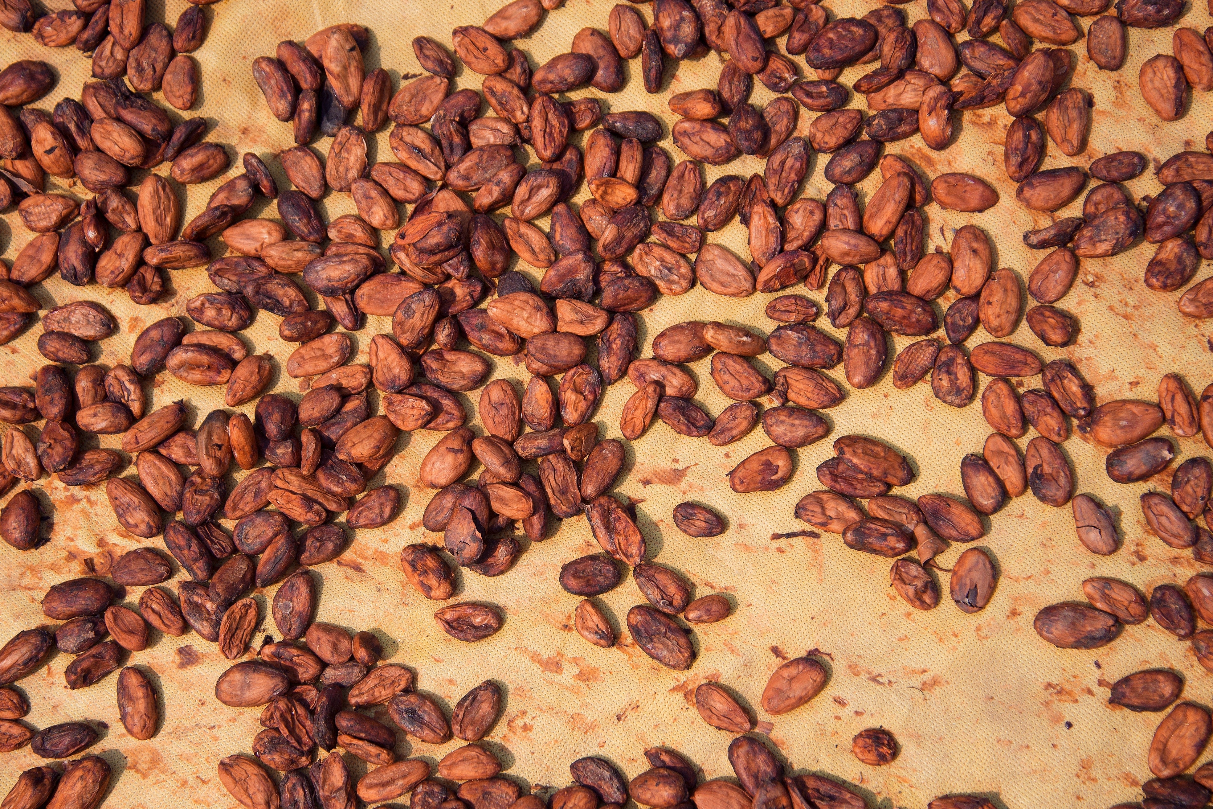 Roasted cocoa beans