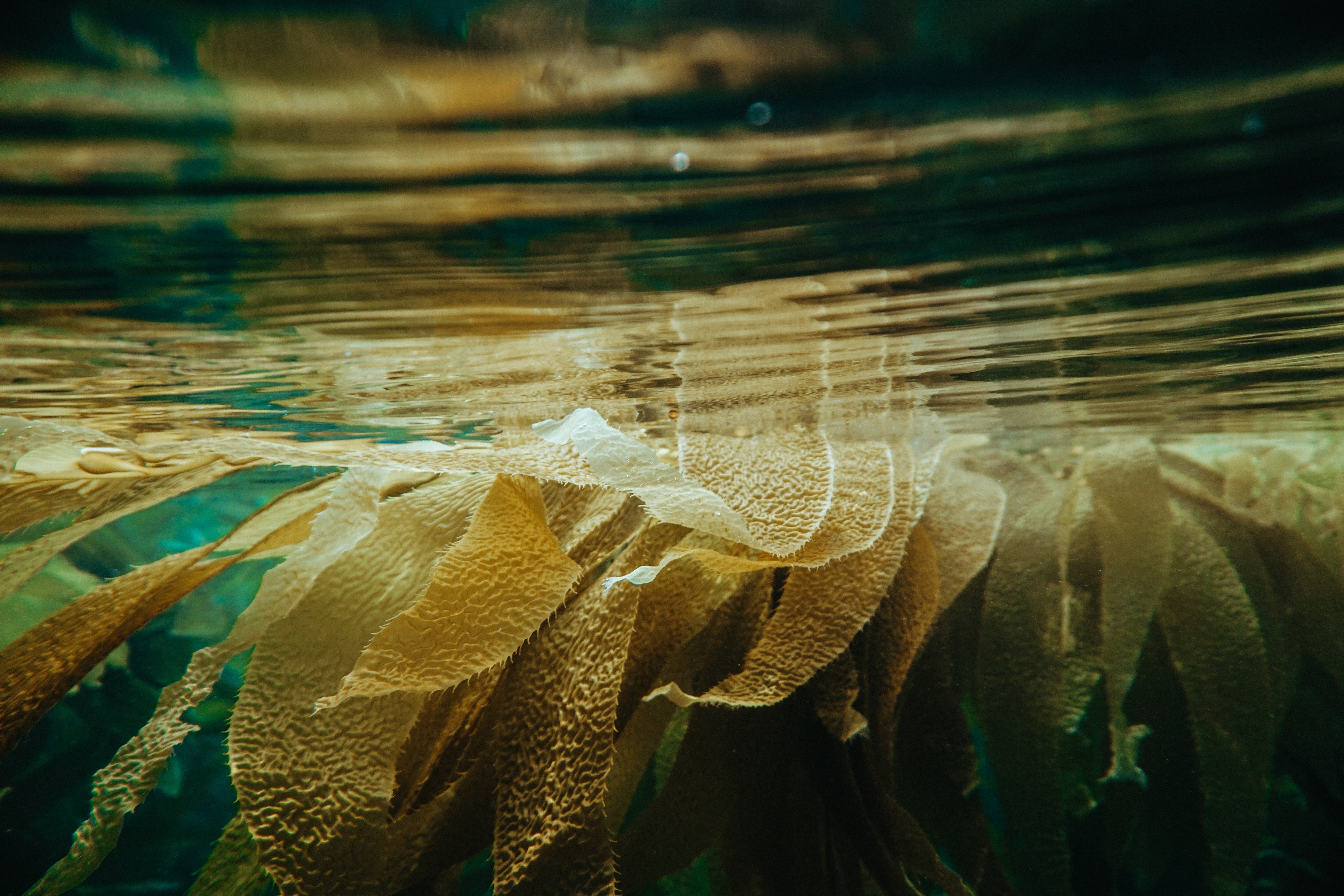 Brown seaweed growing underwater