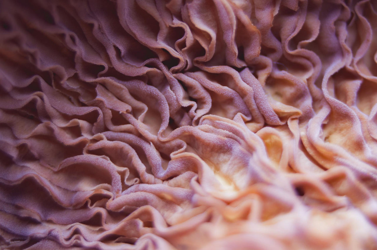 Close up of coral-like folds resembling intestinal villi