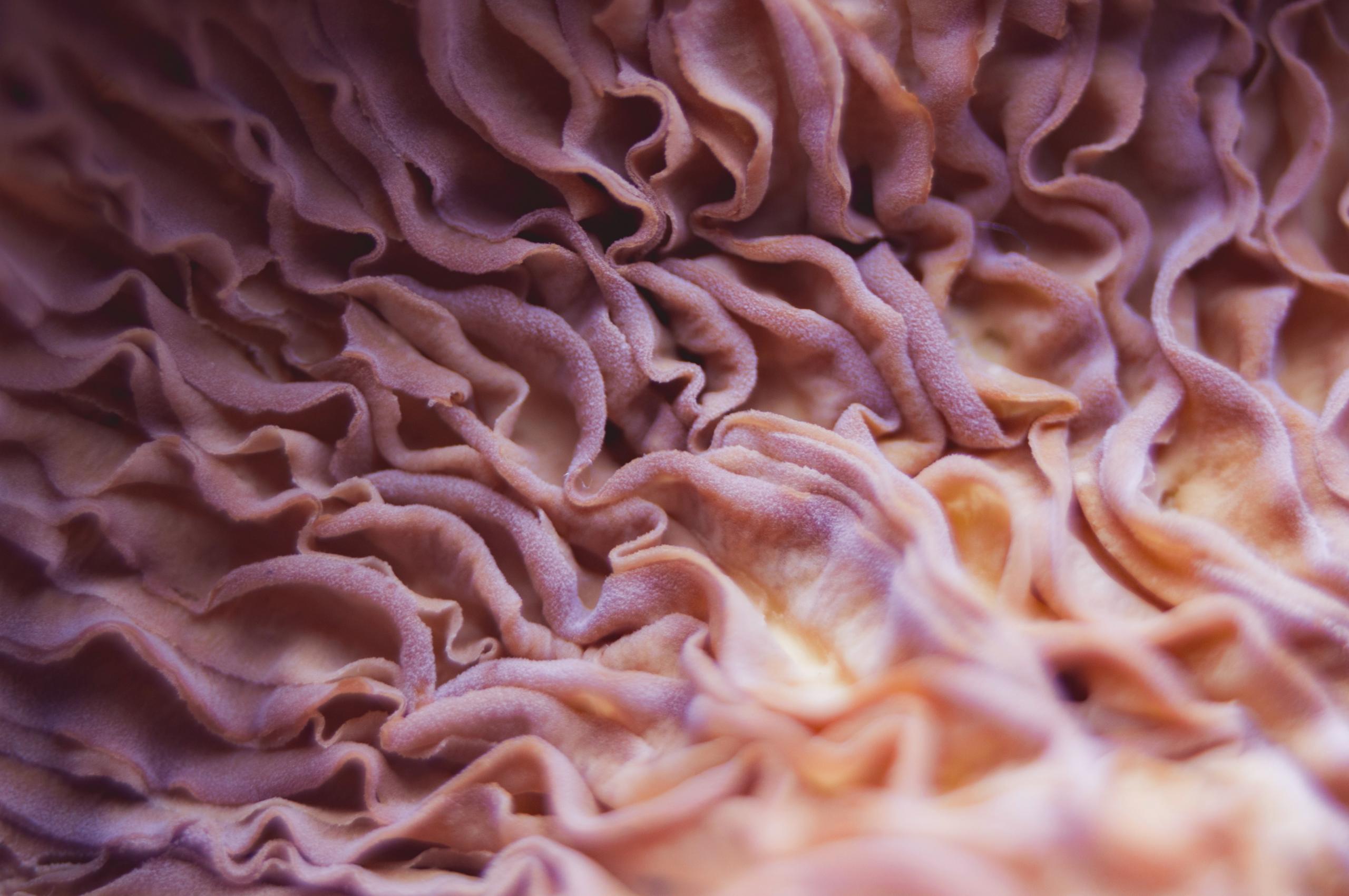 Close up of coral-like folds resembling intestinal villi