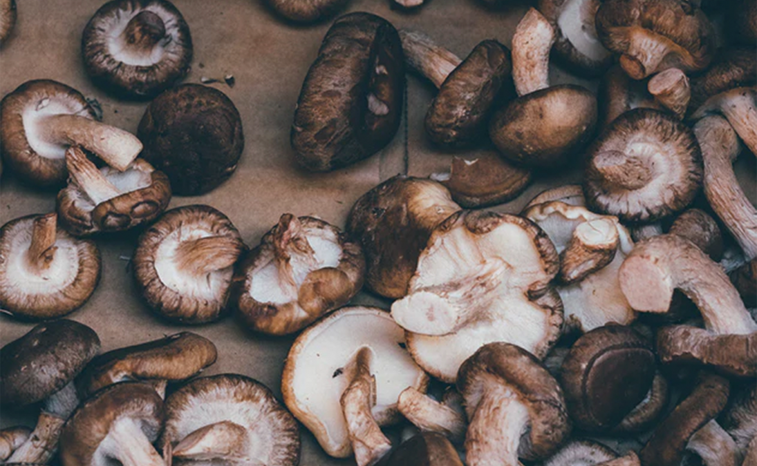 Medicinal Mushrooms Polyphenols Invivo Healthcare