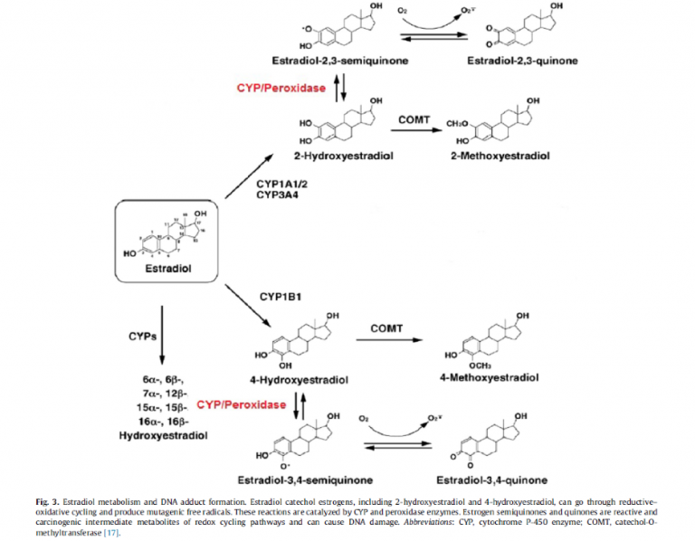 Oestrogen Detoxification - Invivo Healthcare