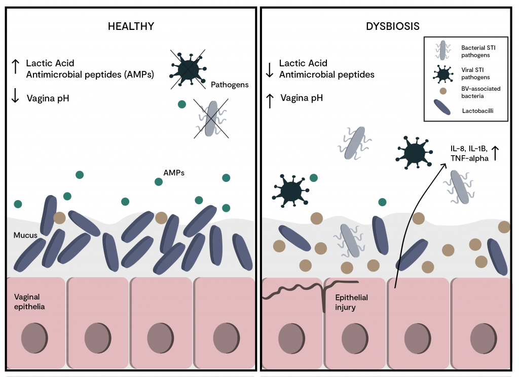 The vaginal microbiome during pregnancy