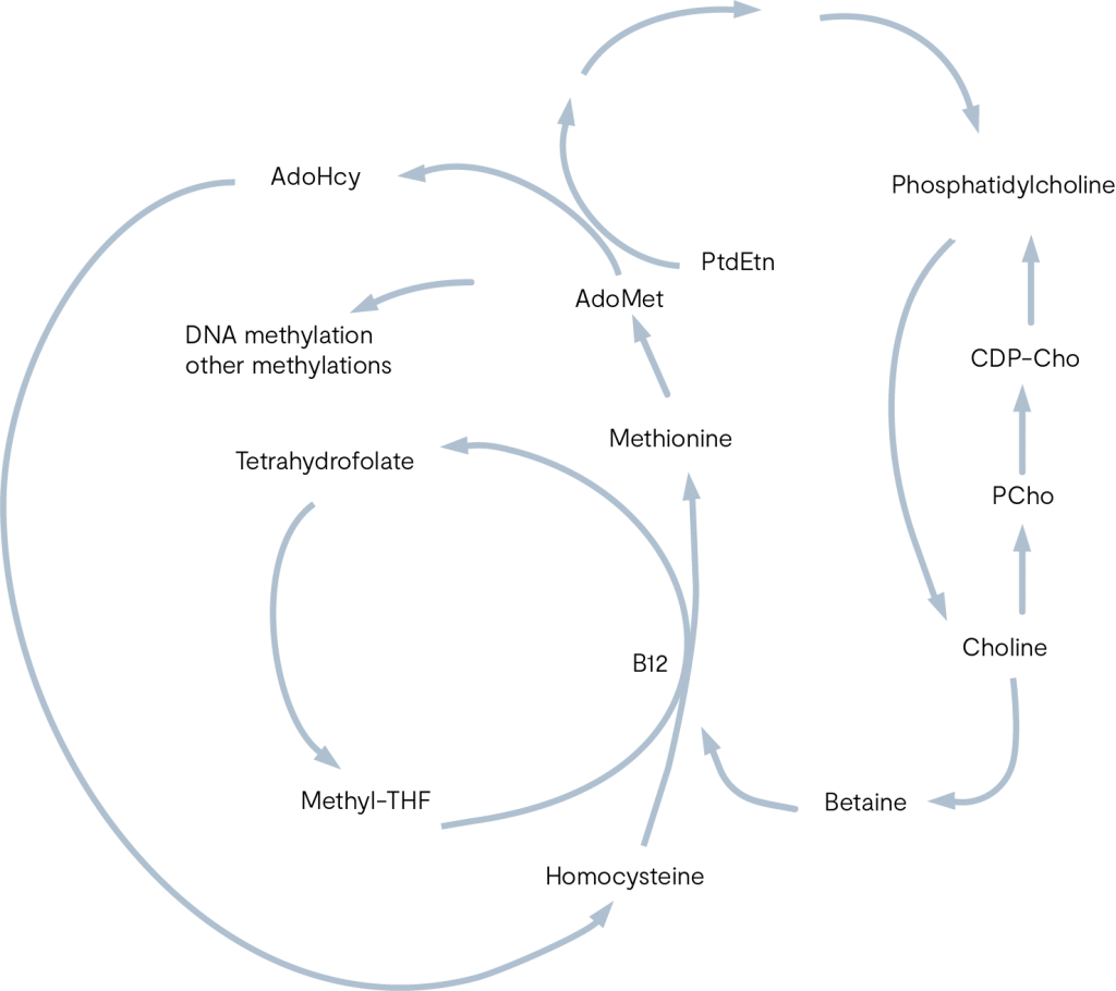 Oestrogen Metabolism Bioactives II Research Invivo Healthcare