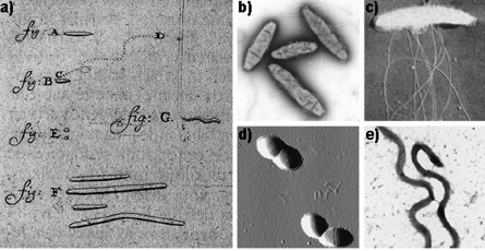 Oral Bacteria