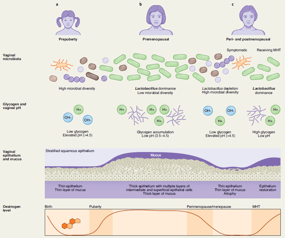 Frontiers  The Vaginal Microbiome: A Long Urogenital Colonization  Throughout Woman Life