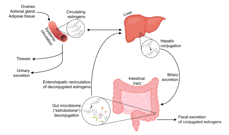 Menopause & The Microbiome - Invivo Healthcare