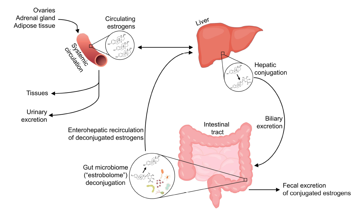 Connecting microbiome and menopause for healthy ageing. - Abstract - Europe  PMC