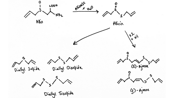 Garlic Phytochemistry