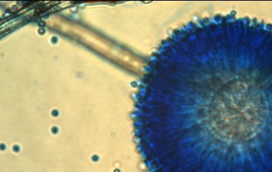 Aspergillus ochraceus