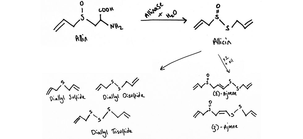 Garlic Phytochemistry