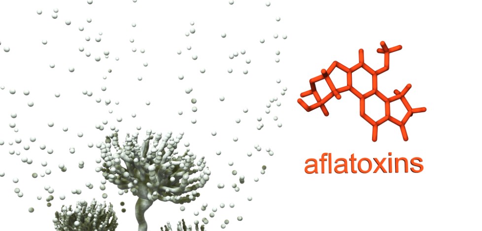 Aflatoxins