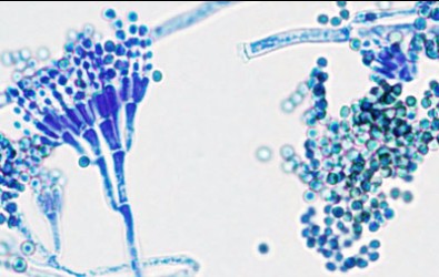 Penicillium verrucosum